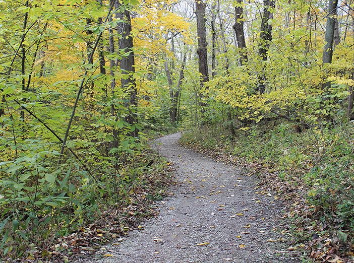 Fruits in the Forest image